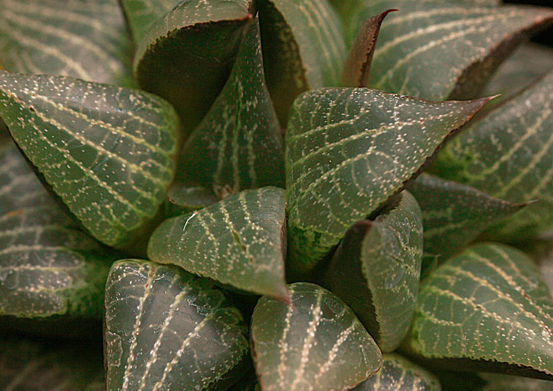 Haworthia emelyae var. comptoniana